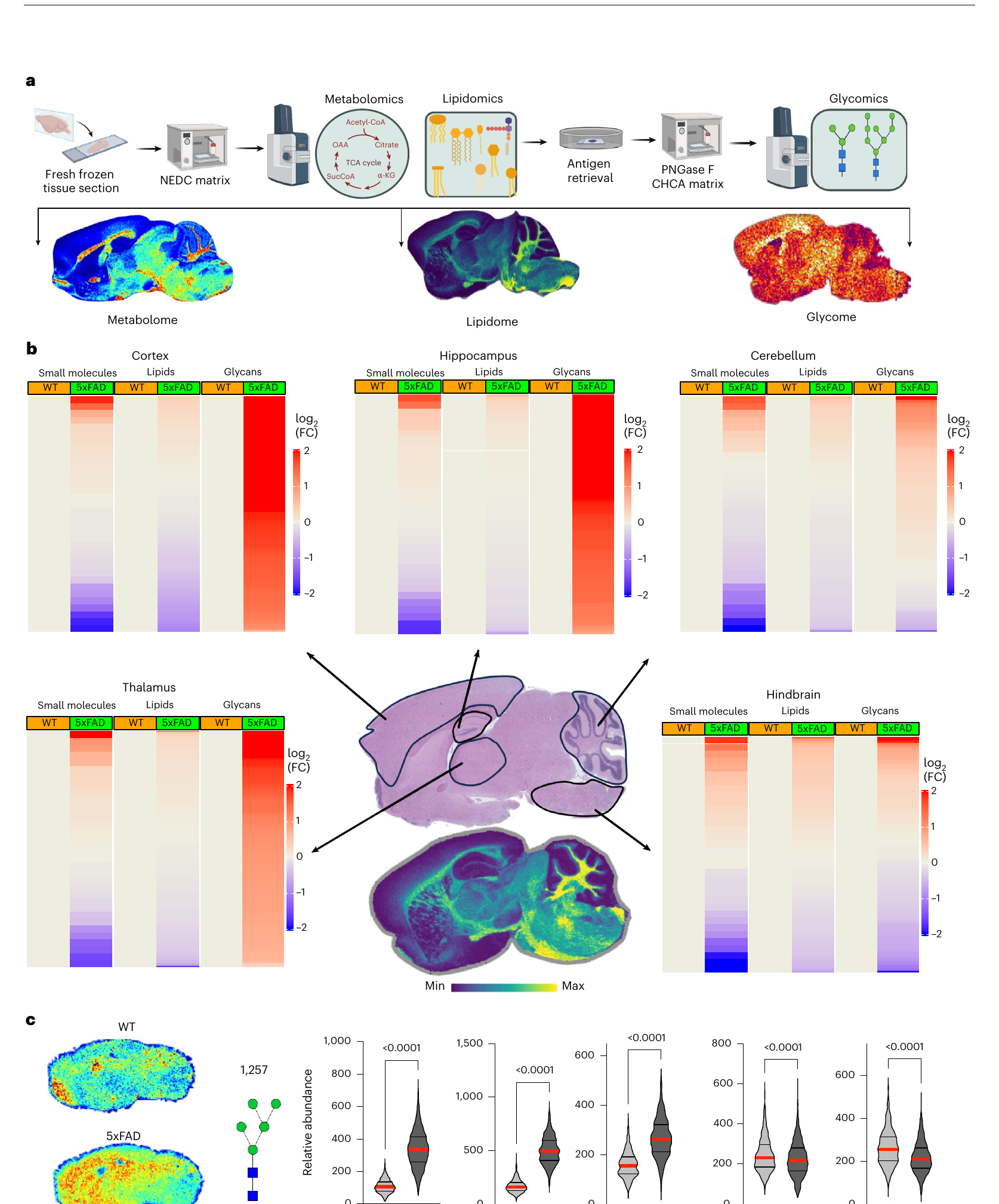 Figure 3：5xFADマウスでの保存されたハイパーグリコシル化